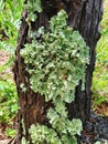 Parmeliaceae, foliose lichen , southern Africa, taxonomy  Cape Town,ÃÂ  Royalty Free Stock Photo